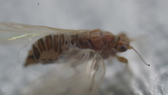 Kuwayama medicaginis