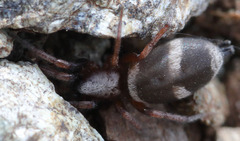 Sergiolus