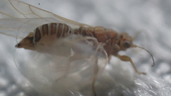 Kuwayama medicaginis