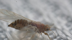 Kuwayama medicaginis