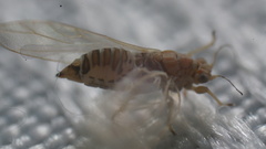 Kuwayama medicaginis