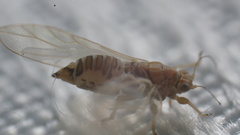 Kuwayama medicaginis