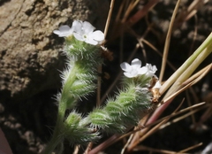 Cryptantha clevelandii