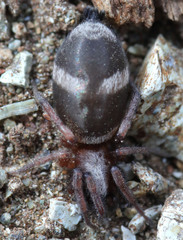 Sergiolus