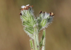 Cryptantha clevelandii
