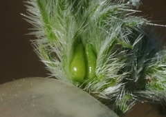 Cryptantha clevelandii