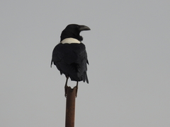 Corvus albus