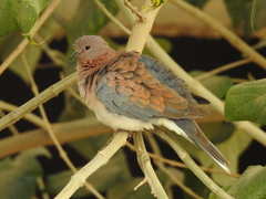 Streptopelia senegalensis