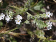Cryptantha clevelandii