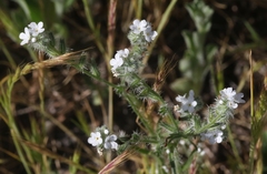 Cryptantha clevelandii