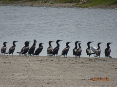 Nannopterum brasilianum