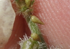 Cryptantha clevelandii