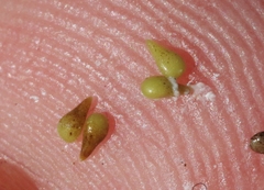 Cryptantha clevelandii