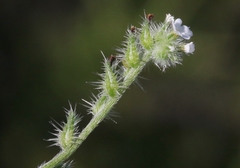 Cryptantha clevelandii