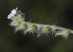Cryptantha clevelandii