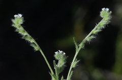 Cryptantha clevelandii