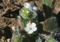 Plagiobothrys collinus californicus