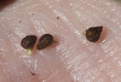 Plagiobothrys collinus californicus