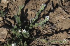 Plagiobothrys collinus californicus