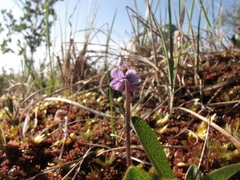 Pinguicula villosa