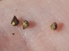 Plagiobothrys collinus californicus