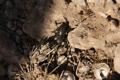 Eugaster