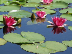 Nymphaea × khurooi