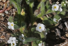 Plagiobothrys collinus californicus