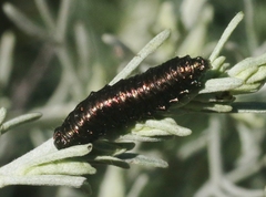 Trirhabda sericotrachyla