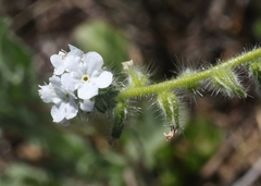 Cryptantha intermedia johnstonii