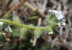 Cryptantha intermedia johnstonii