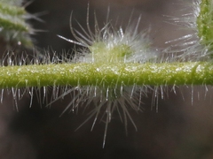 Cryptantha intermedia johnstonii