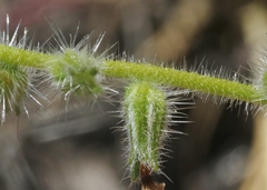 Cryptantha intermedia johnstonii