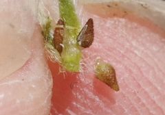 Cryptantha intermedia johnstonii