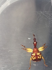 Korotyaevirhinus necopinus