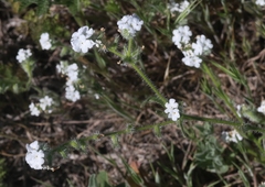 Cryptantha intermedia johnstonii