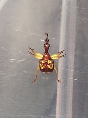 Korotyaevirhinus necopinus