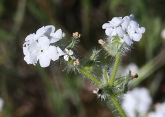 Cryptantha intermedia johnstonii