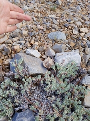 Eriogonum kennedyi