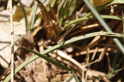 Barbary Featherleg