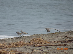 Pluvialis squatarola