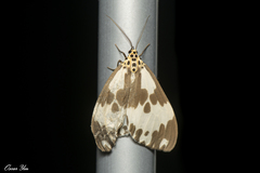 Nyctemera formosana