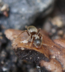 Lasius