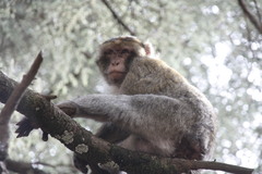 Macaca sylvanus