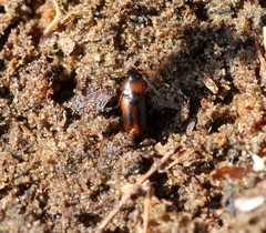 Acupalpus flavicollis