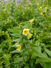 Boraginoideae