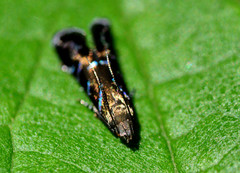 Strobisia proserpinella