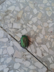 Protaetia cuprea cuprea