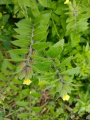 Boraginoideae