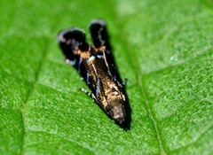 Strobisia proserpinella